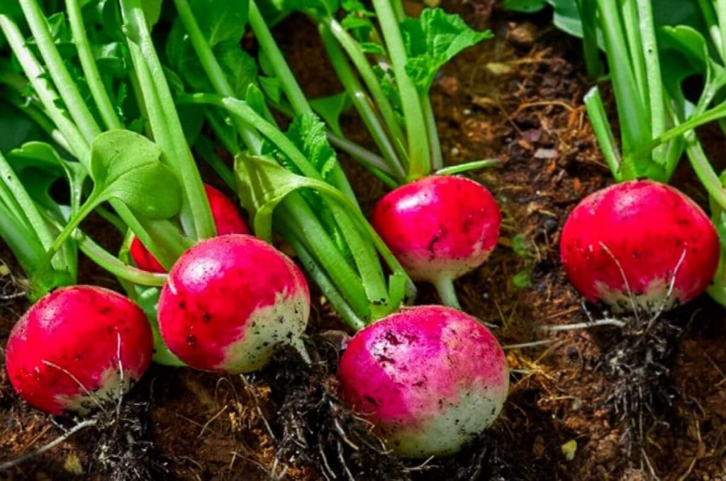7 secretos sobre el cultivo de rábanos – ideas parael hogar jardin